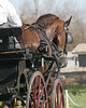 Horse 08 : 